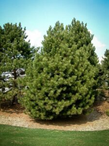 Сосна Чёрная (Pinus Nigra) купить по цене от 270.00р. в интернет-магазине «Посадика» с доставкой почтой в в Шацке и по всей России – [изображение №1].