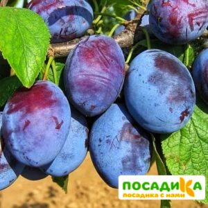 Слива Чачакская ранняя купить по цене от 229.00р. в интернет-магазине «Посадика» с доставкой почтой в в Шацке и по всей России – [изображение №1].