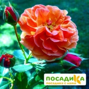 Роза Арабия купить по цене от 350.00р. в интернет-магазине «Посадика» с доставкой почтой в в Шацке и по всей России – [изображение №1].