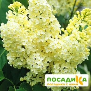 Сирень Примроуз (Primrose) купить по цене от 529.00р. в интернет-магазине «Посадика» с доставкой почтой в в Шацке и по всей России – [изображение №1].