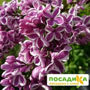 Сирень Сенсация купить по цене от 529.00р. в интернет-магазине «Посадика» с доставкой почтой в в Шацке и по всей России – [изображение №1].