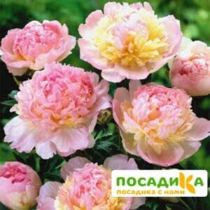 Пион Распберри Сандей (Paeonia Raspberry Sundae) купить по цене от 959р. в интернет-магазине «Посадика» с доставкой почтой в в Шацке и по всей России – [изображение №1].