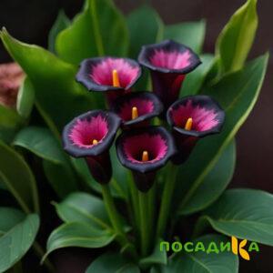 Калла Аура Лейс купить по цене от 400р. в интернет-магазине «Посадика» с доставкой почтой в в Шацке и по всей России – [изображение №1].