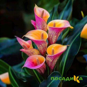 Калла Оникс купить по цене от 450р. в интернет-магазине «Посадика» с доставкой почтой в в Шацке и по всей России – [изображение №1].