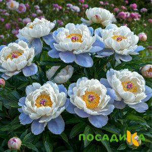Пион акварельный Этюд купить по цене от 806р. в интернет-магазине «Посадика» с доставкой почтой в в Шацке и по всей России – [изображение №1].