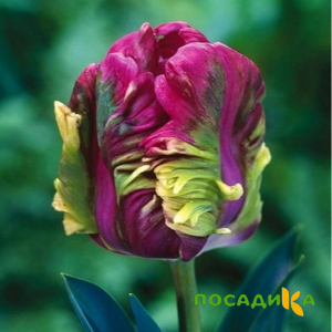 Тюльпан Экзотик Хэвен купить по цене от 186р. в интернет-магазине «Посадика» с доставкой почтой в в Шацке и по всей России – [изображение №1].