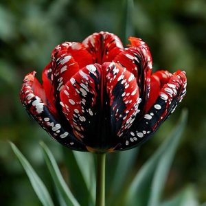 Тюльпан Вельвет Файер купить по цене от 394р. в интернет-магазине «Посадика» с доставкой почтой в в Шацке и по всей России – [изображение №1].